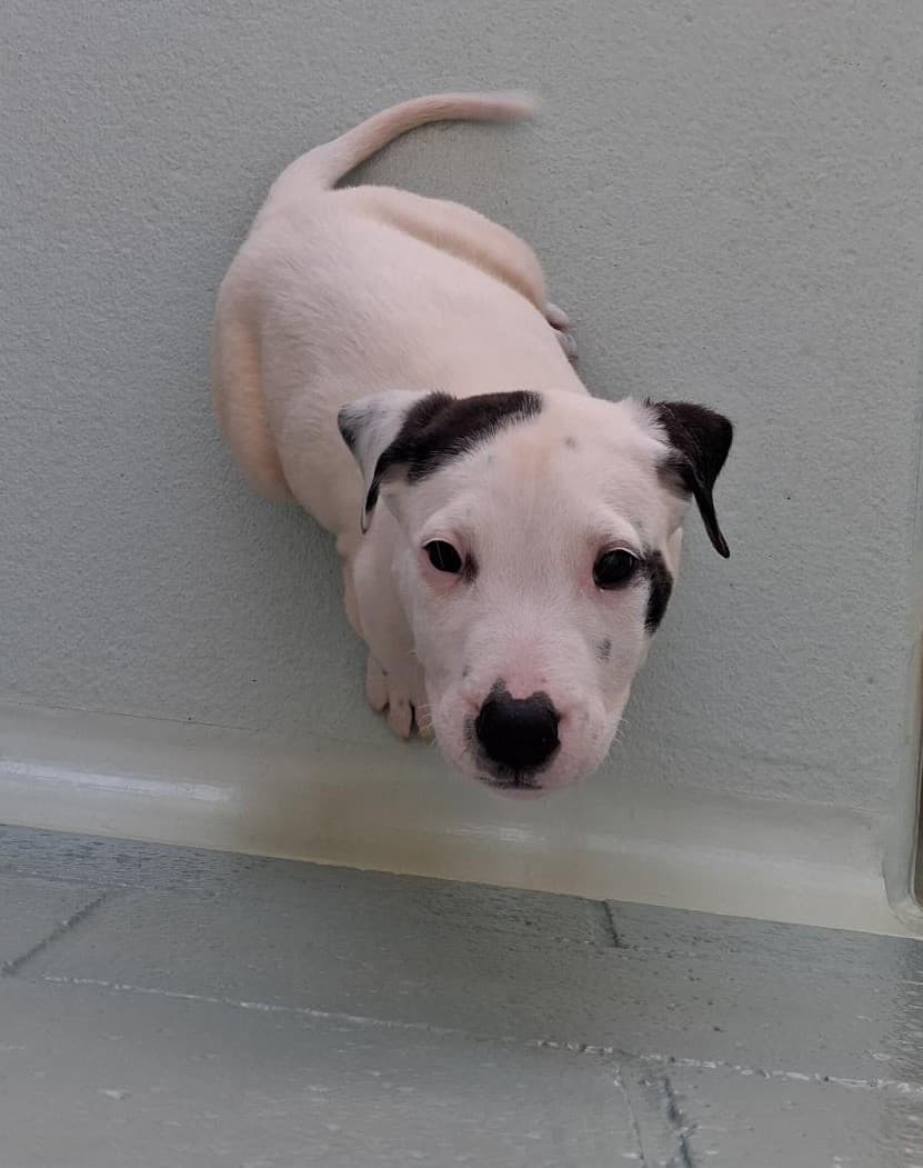 Bruno - Bullmastiff / American Staffordshire Terrier available for adoption at RSPCA NSW in Sydney