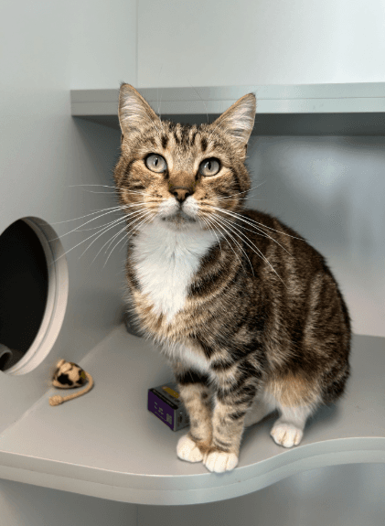 Billy - Domestic Short Hair cat available for adoption at RSPCA NSW in Sydney