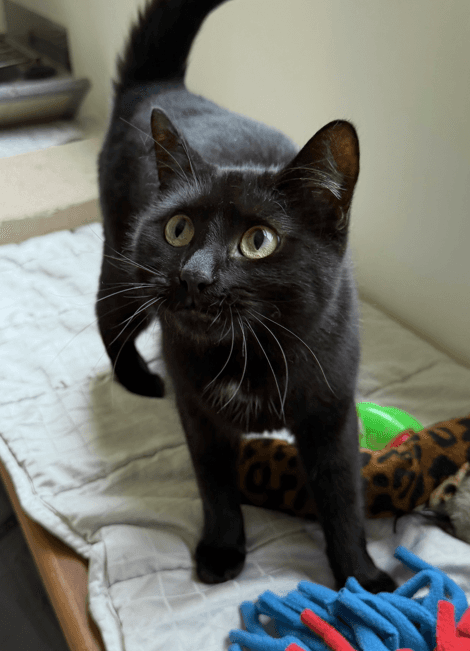 Vespa - Domestic Short Hair cat available for adoption at RSPCA NSW in Central Coast