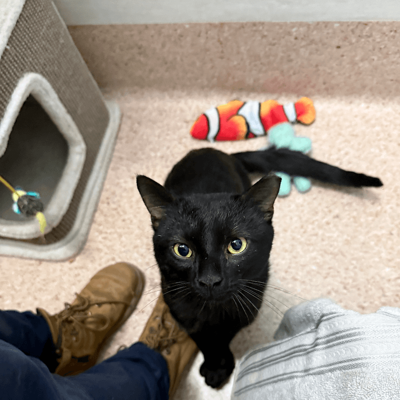 Bertie - Domestic Short Hair available for adoption in Newcastle