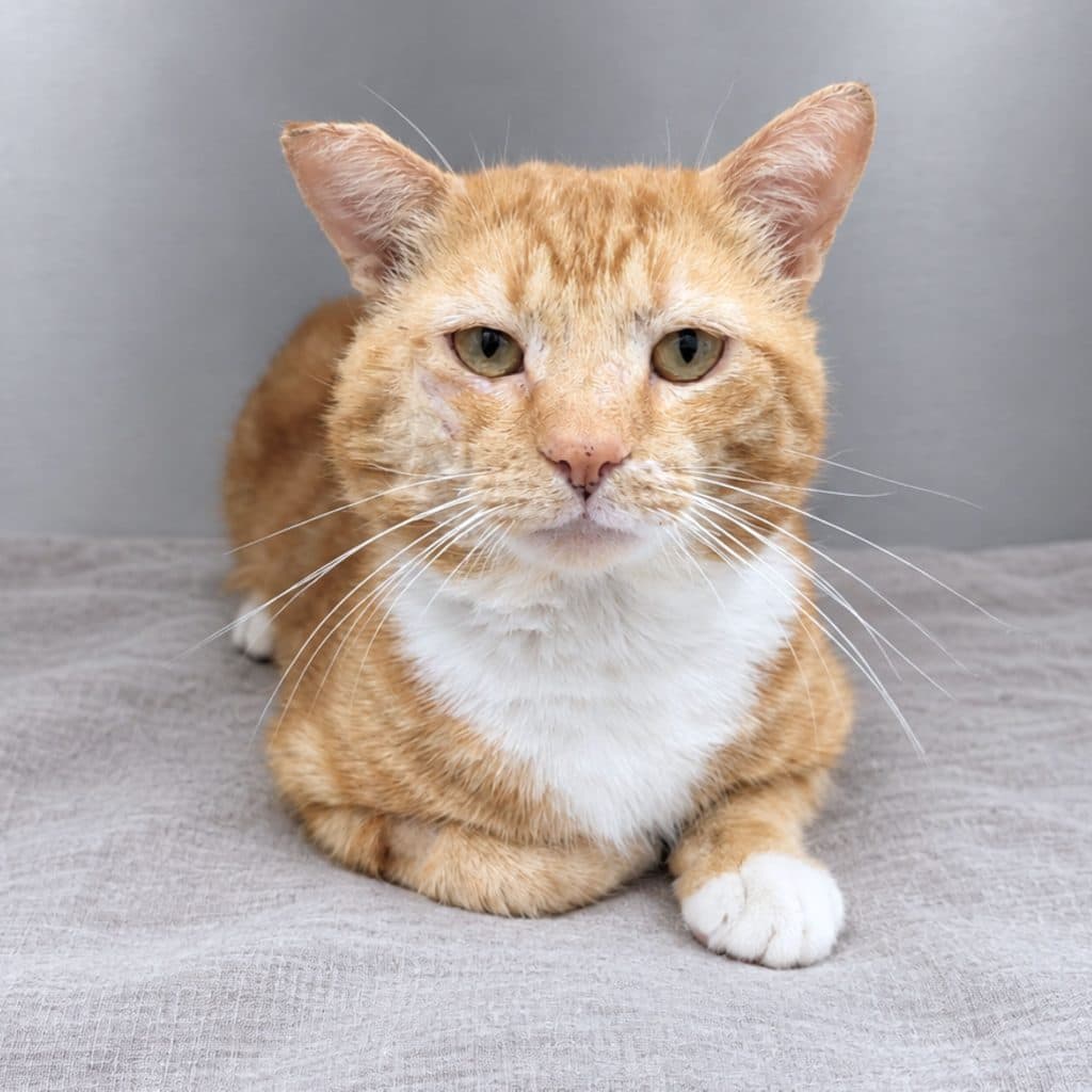 Hank - Domestic Short Hair cat available for adoption at RSPCA NSW in Sydney