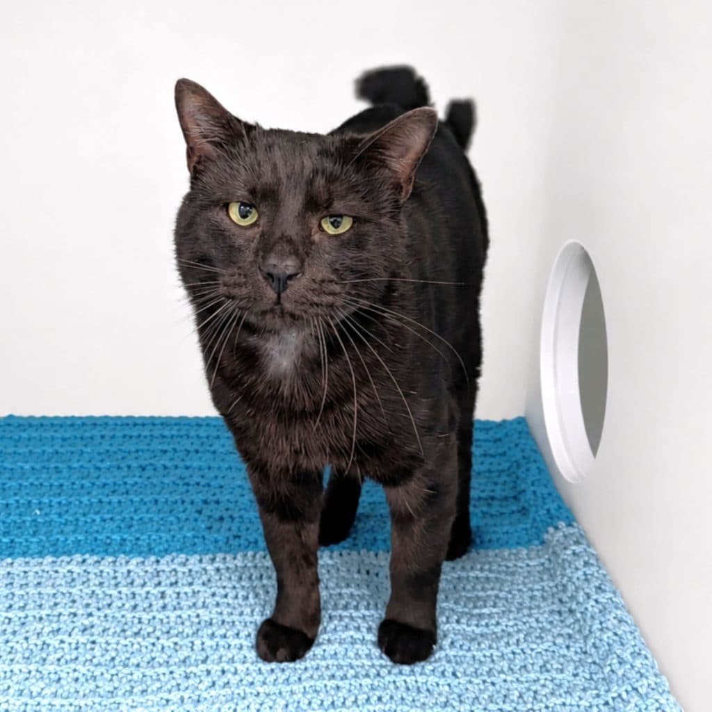Onyx - Domestic Short Hair cat available for adoption at RSPCA NSW in Sydney