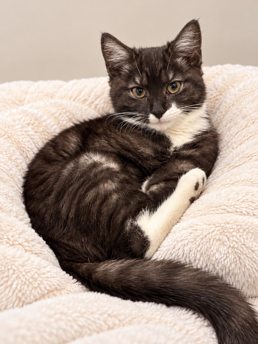Dezi - Domestic Short Hair cat available for adoption at RSPCA NSW in Sydney