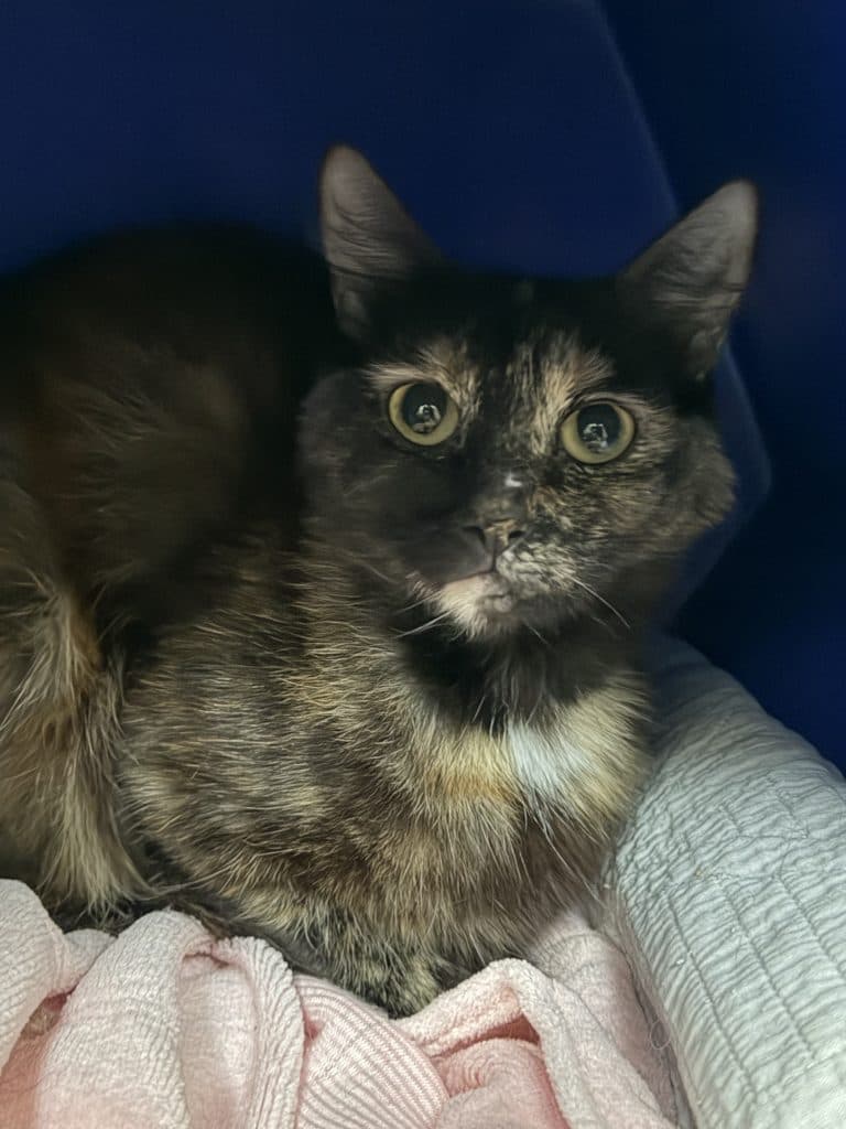Maple - Domestic Medium Hair cat available for adoption at RSPCA NSW in Newcastle