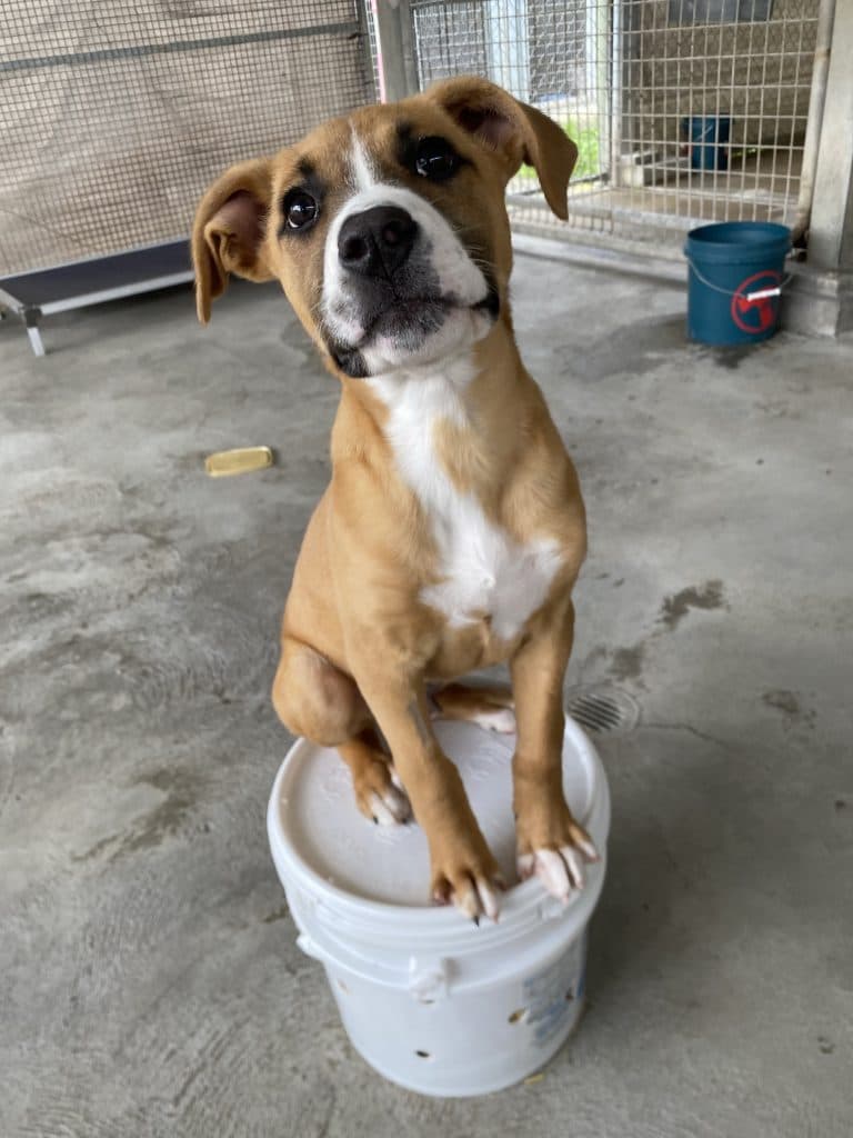 Puffball - American Staffordshire Terrier available for adoption in Newcastle