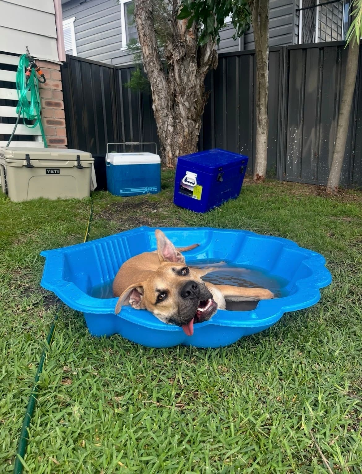 Sundae - Mastiff available for adoption at RSPCA NSW in Sydney