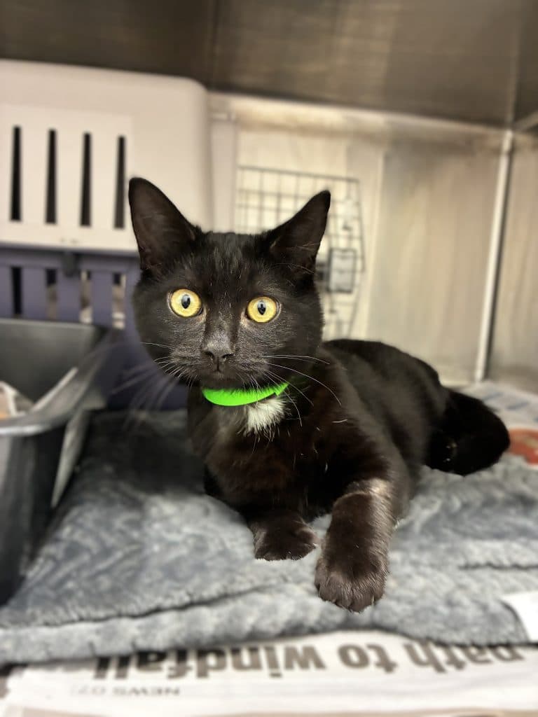 Boomi - Domestic Short Hair cat available for adoption at RSPCA NSW in Sydney