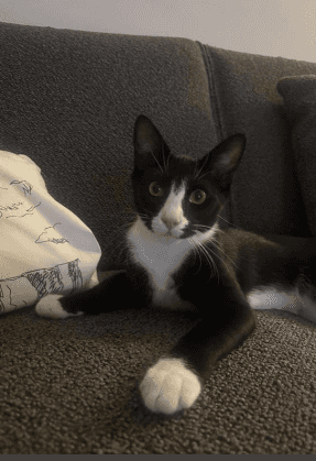Batman - Domestic Short Hair cat available for adoption at RSPCA NSW in Sydney