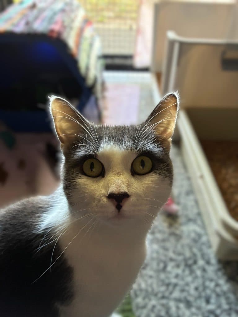 Indigo - Domestic Short Hair cat available for adoption at RSPCA NSW in Sydney