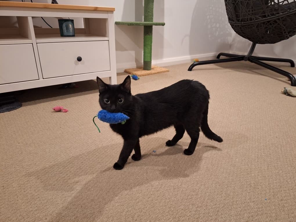 Francine - Domestic Short Hair cat available for adoption at RSPCA NSW in Newcastle