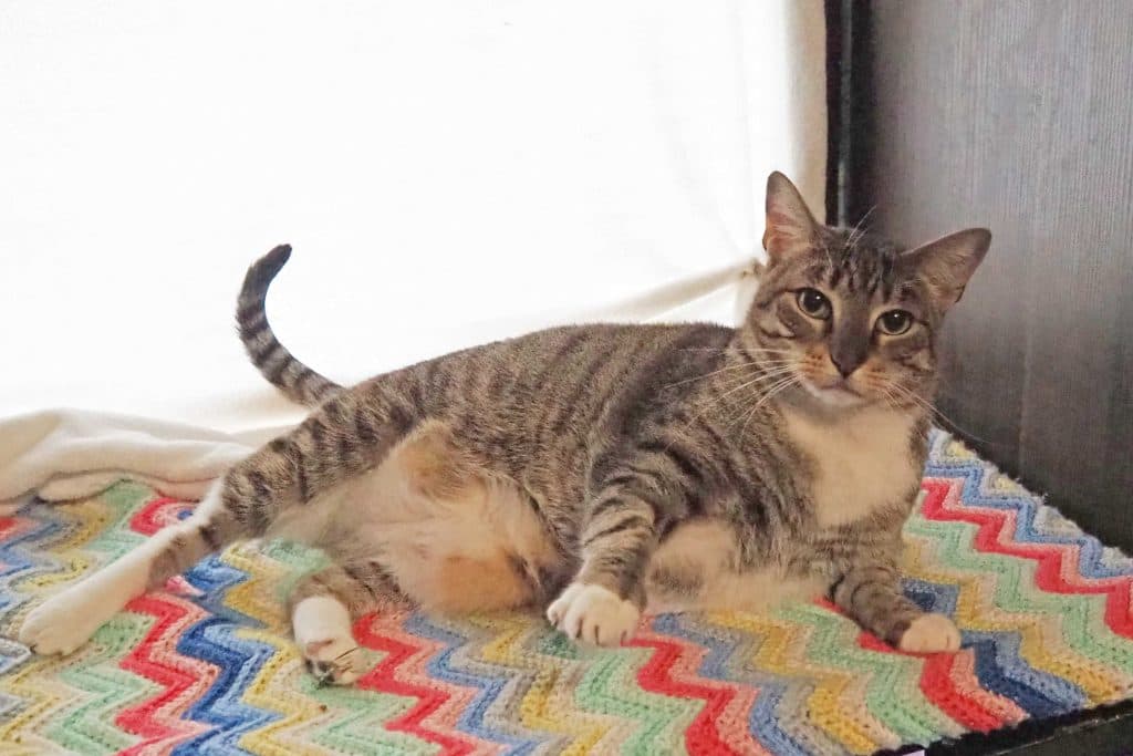 Pepper - Domestic Short Hair cat available for adoption at RSPCA NSW in Sydney