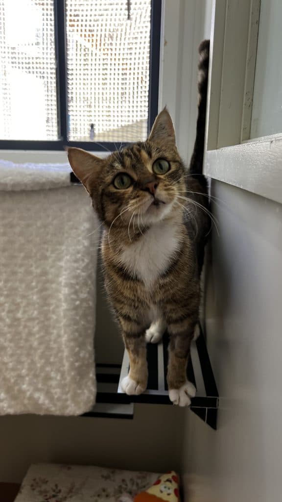 Amber - Domestic Short Hair cat available for adoption in Coffs Harbour