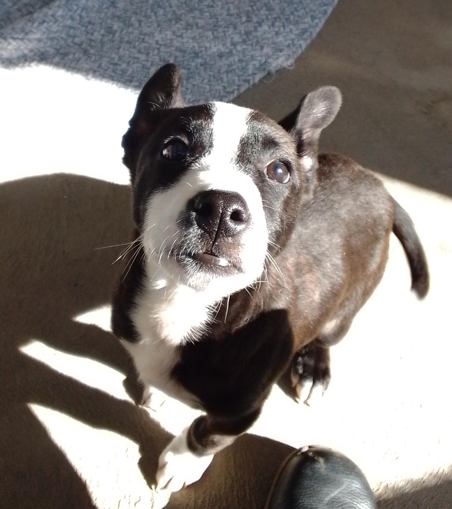 Olive - American Staffordshire Terrier available for adoption in Sydney