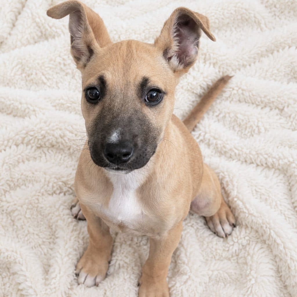 Sweet Potato - American Staffordshire Terrier available for adoption at RSPCA NSW in Sydney