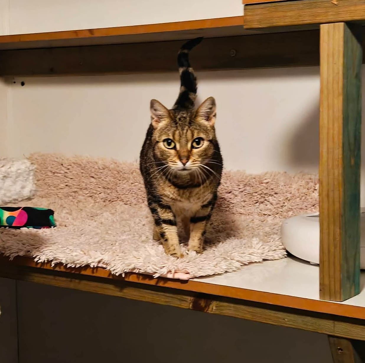 Sarah - Domestic Short Hair cat available for adoption in Sydney