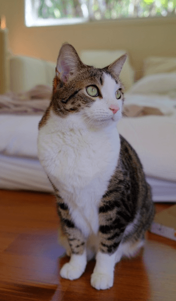 Lily - Domestic Short Hair cat available for adoption at RSPCA NSW in Sydney