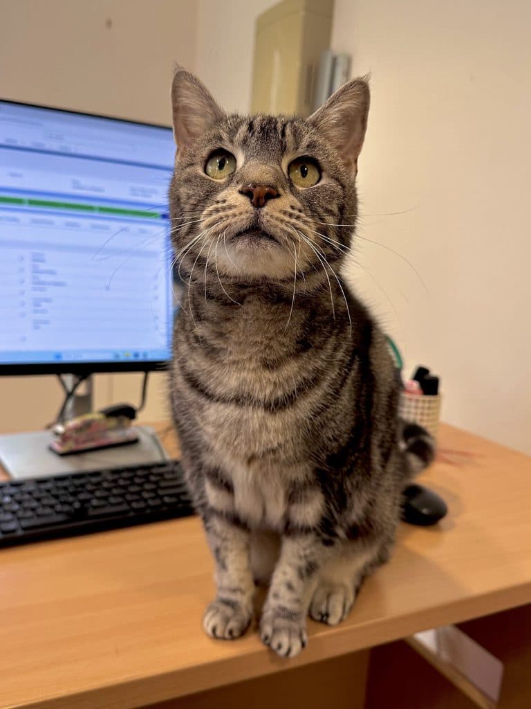 Zelda - Domestic Short Hair cat available for adoption in Central Coast
