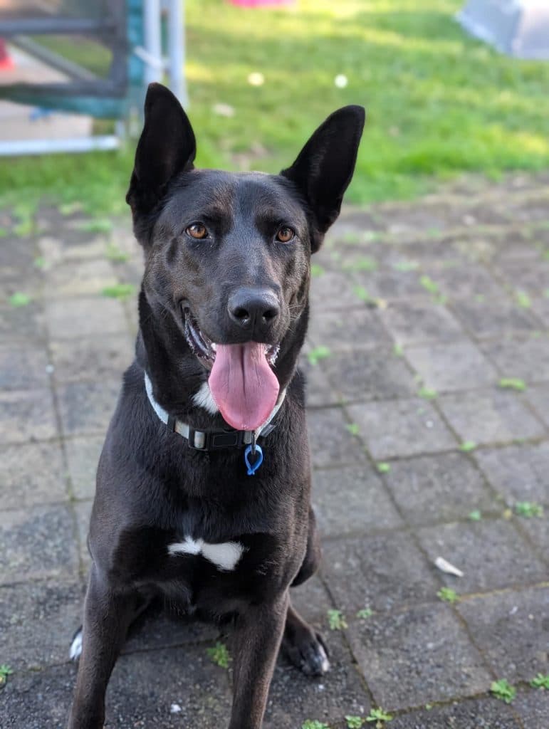 Sasha - German Shepherd Dog / Rhodesian Ridgeback available for adoption in Sydney