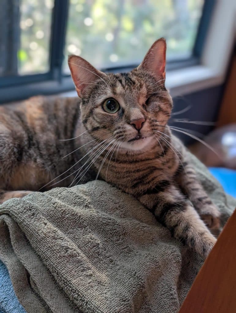 Sprinkles - Domestic Short Hair cat available for adoption at RSPCA NSW in Coffs Harbour