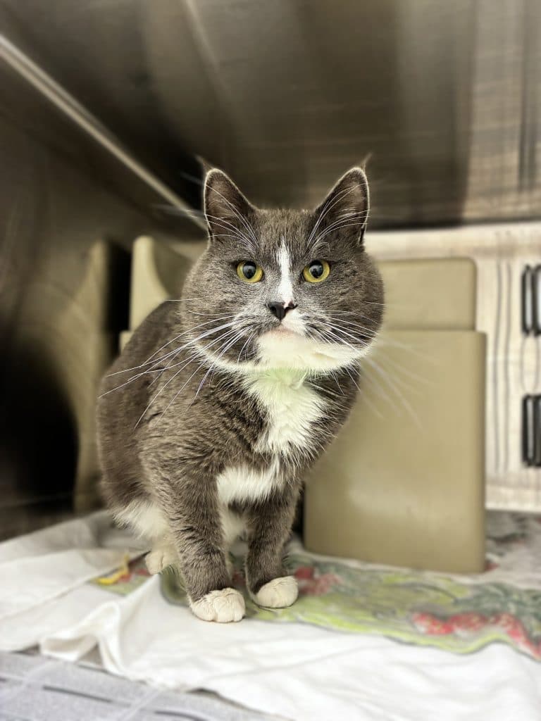 Gandalf - Domestic Short Hair cat available for adoption at RSPCA NSW in Sydney