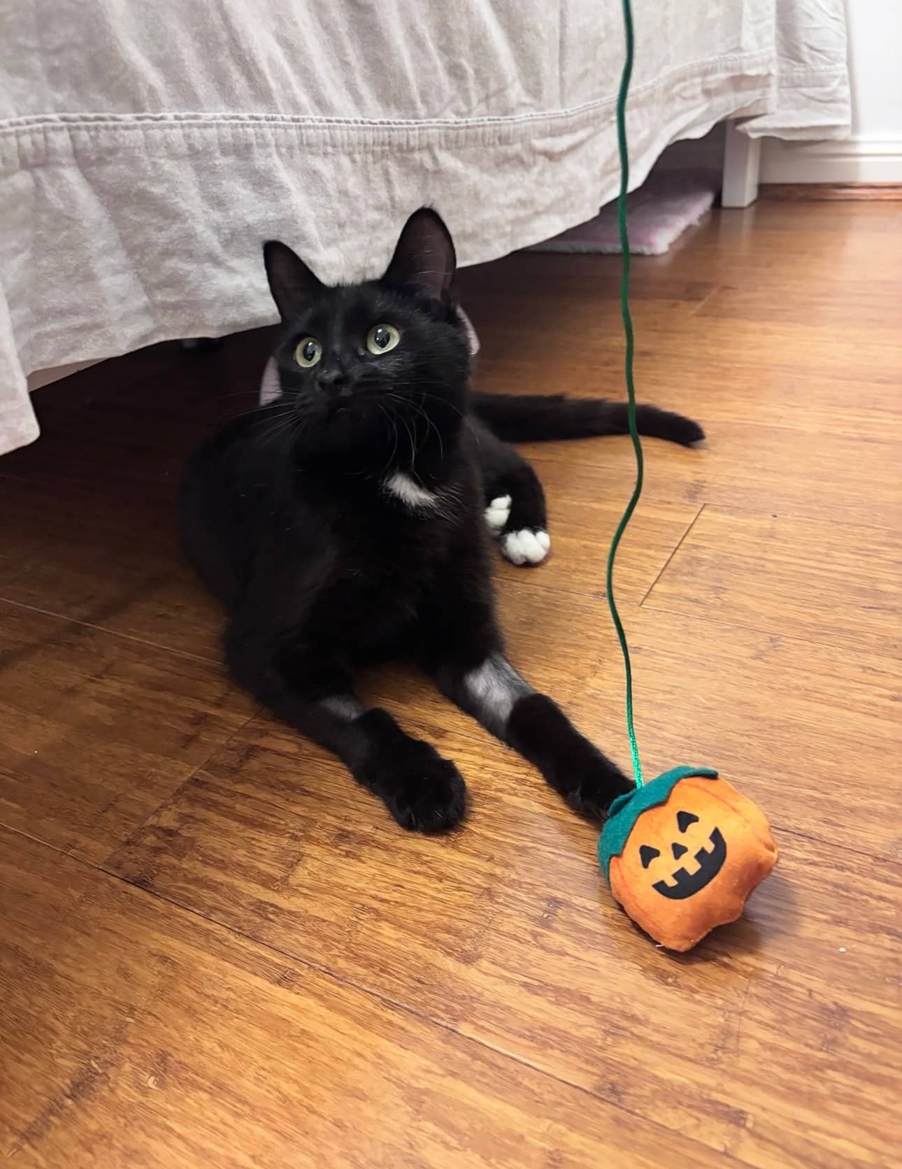 Soxie - Domestic Short Hair cat available for adoption at RSPCA NSW in Sydney