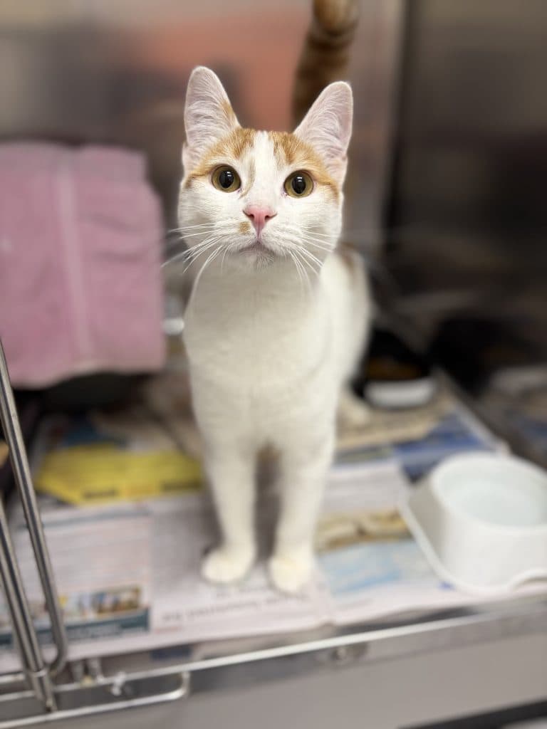 Snow - Domestic Short Hair / Domestic Short Hair cat available for adoption at RSPCA NSW in Sydney