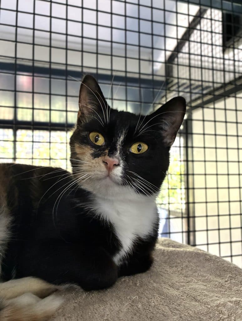 Cleocatra - Domestic Short Hair cat available for adoption at RSPCA NSW in Sydney