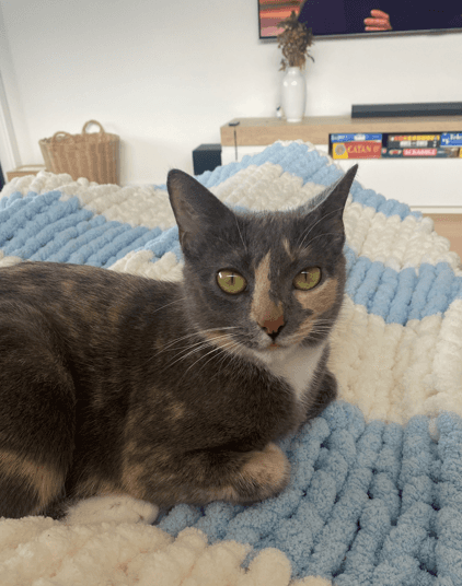Macey - Domestic Short Hair cat available for adoption at RSPCA NSW in Sydney