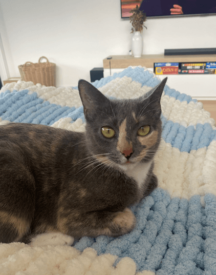 Macey - Domestic Short Hair available for adoption in Sydney