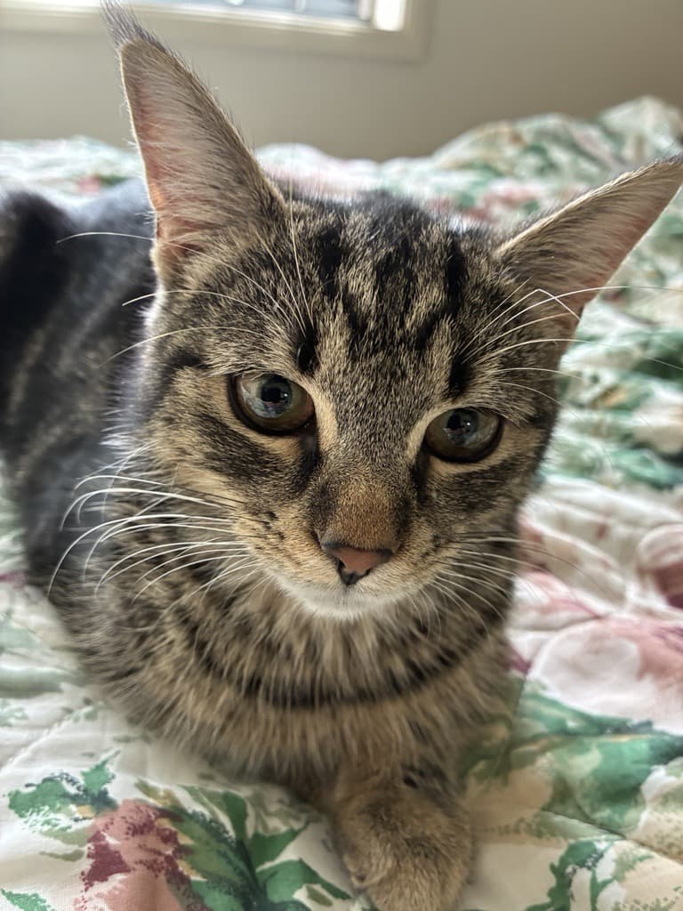 Baby - Domestic Short Hair cat available for adoption at RSPCA NSW in Sydney
