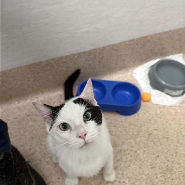 Popeye - Domestic Short Hair available for adoption in Newcastle