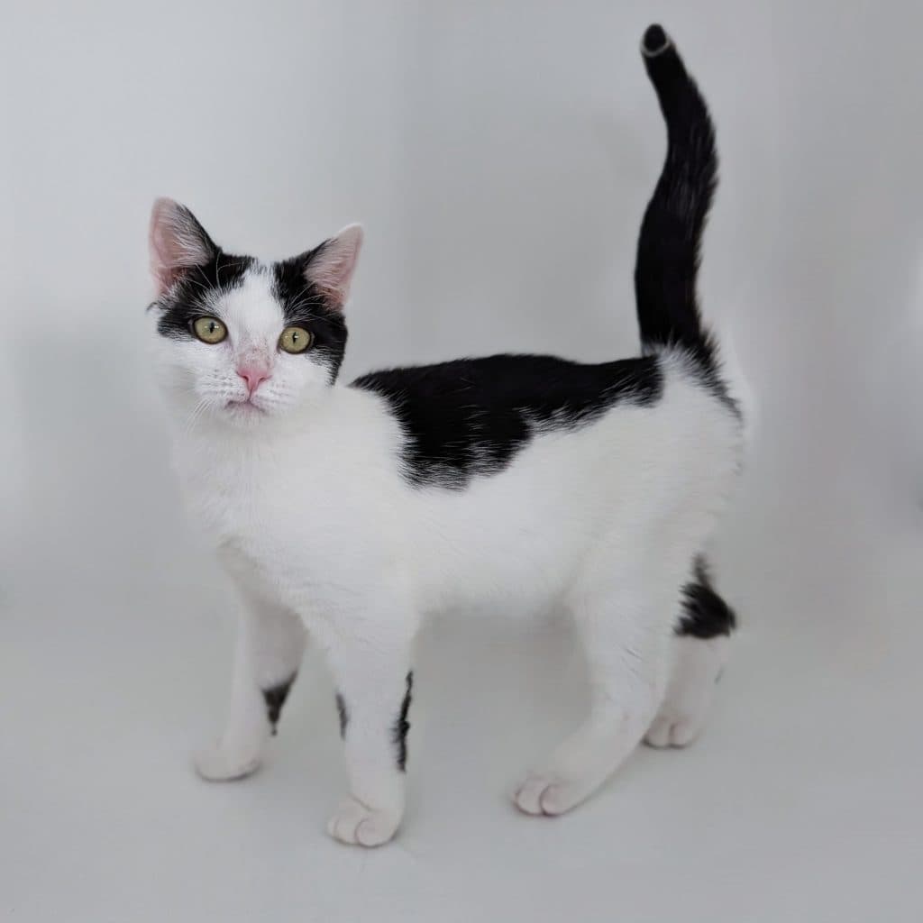 Jester - Domestic Short Hair cat available for adoption at RSPCA NSW in Sydney