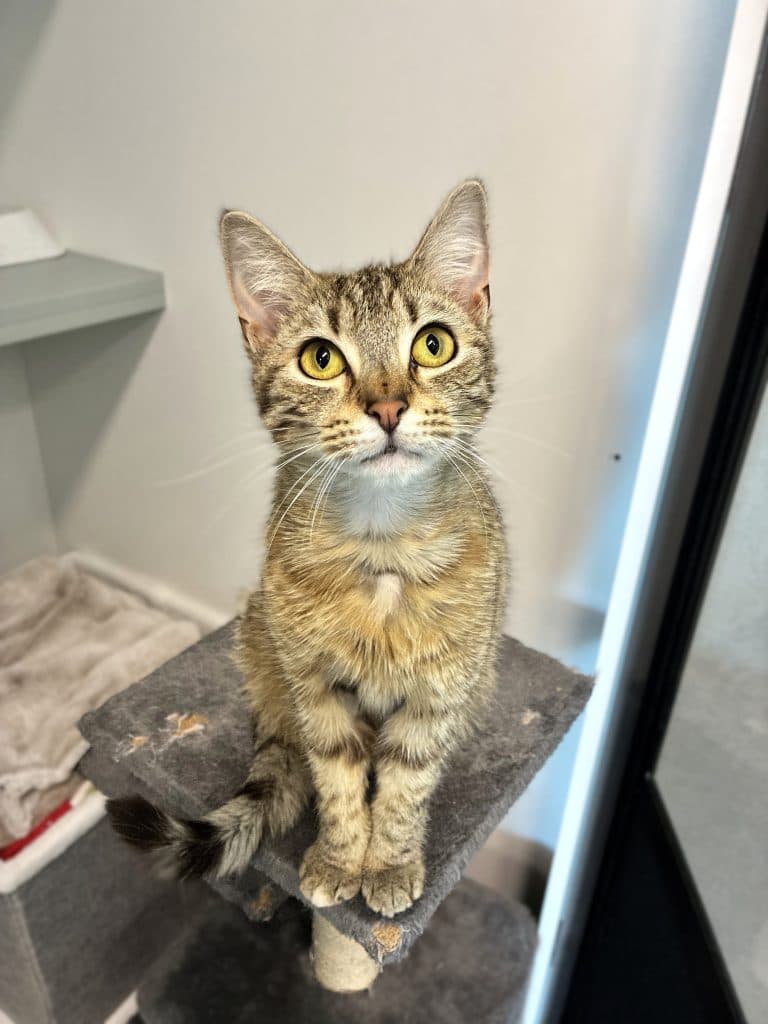 Belladonna - Domestic Short Hair cat available for adoption at RSPCA NSW in Sydney