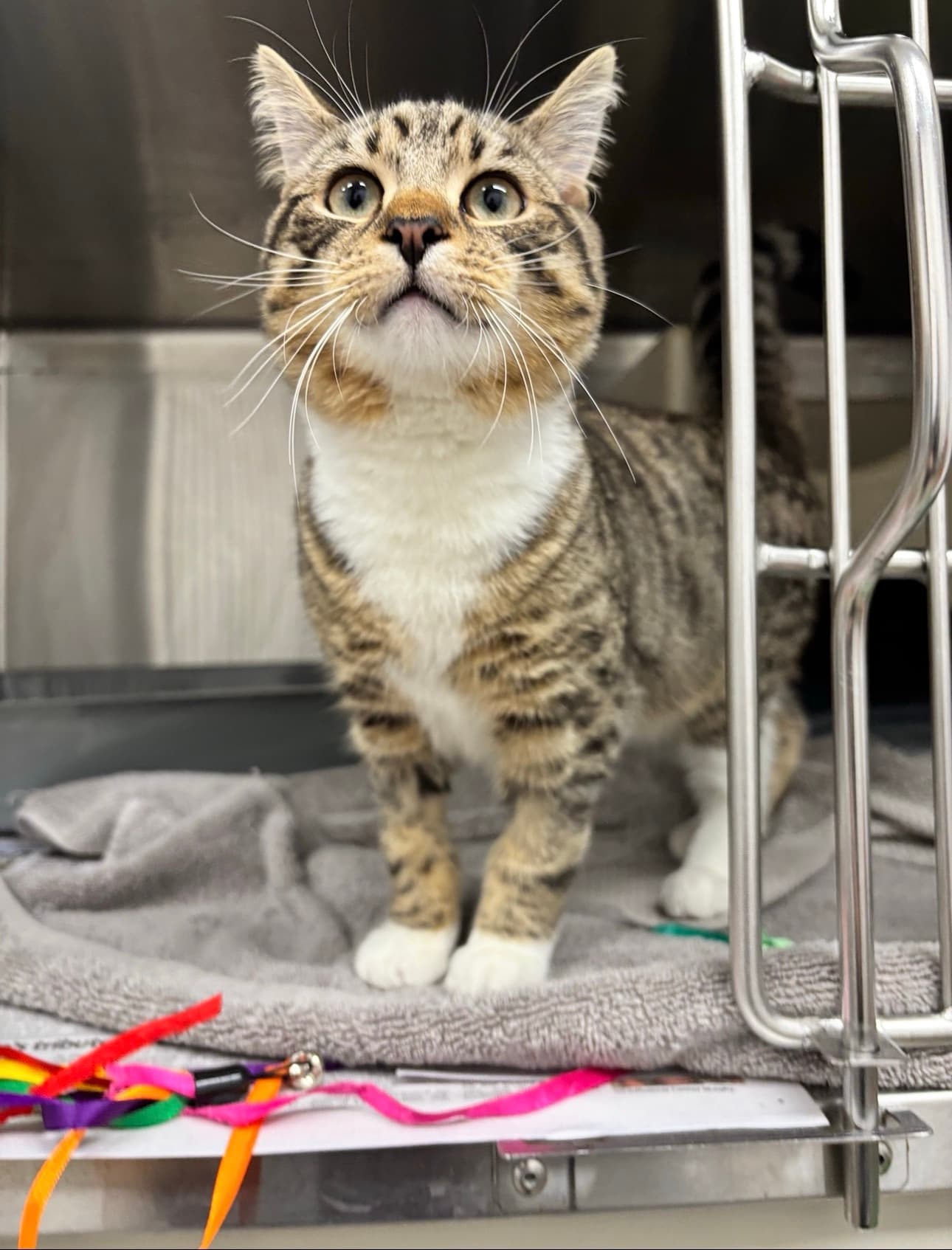 George - Domestic Short Hair cat available for adoption at RSPCA NSW in Sydney