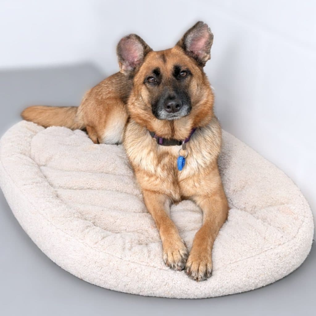 Harlow - German Shepherd Dog available for adoption at RSPCA NSW in Sydney