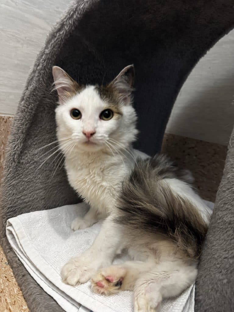 Olive - Domestic Medium Hair available for adoption in Newcastle