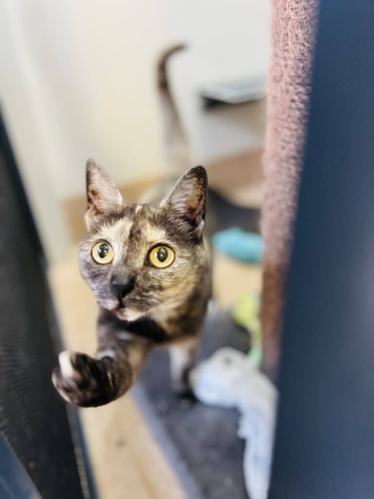 Alaska - Domestic Medium Hair cat available for adoption at RSPCA NSW in Newcastle