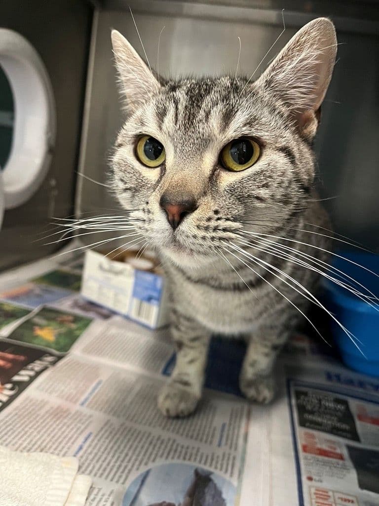 Bonnie - Domestic Short Hair cat available for adoption at RSPCA NSW in Sydney