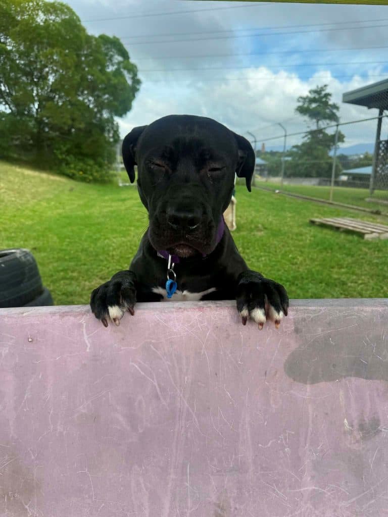 Apollo - Staffordshire Bull Terrier / Boxer available for adoption at RSPCA NSW in Sydney