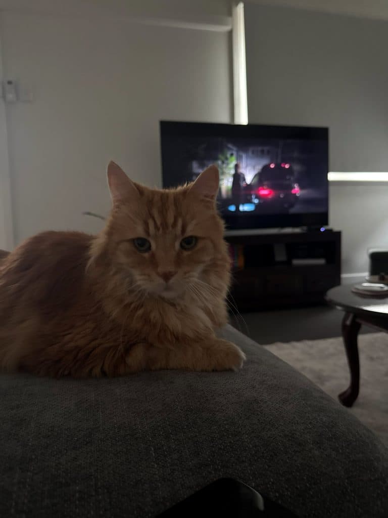 Harley - Domestic Medium Hair cat available for adoption in Sydney