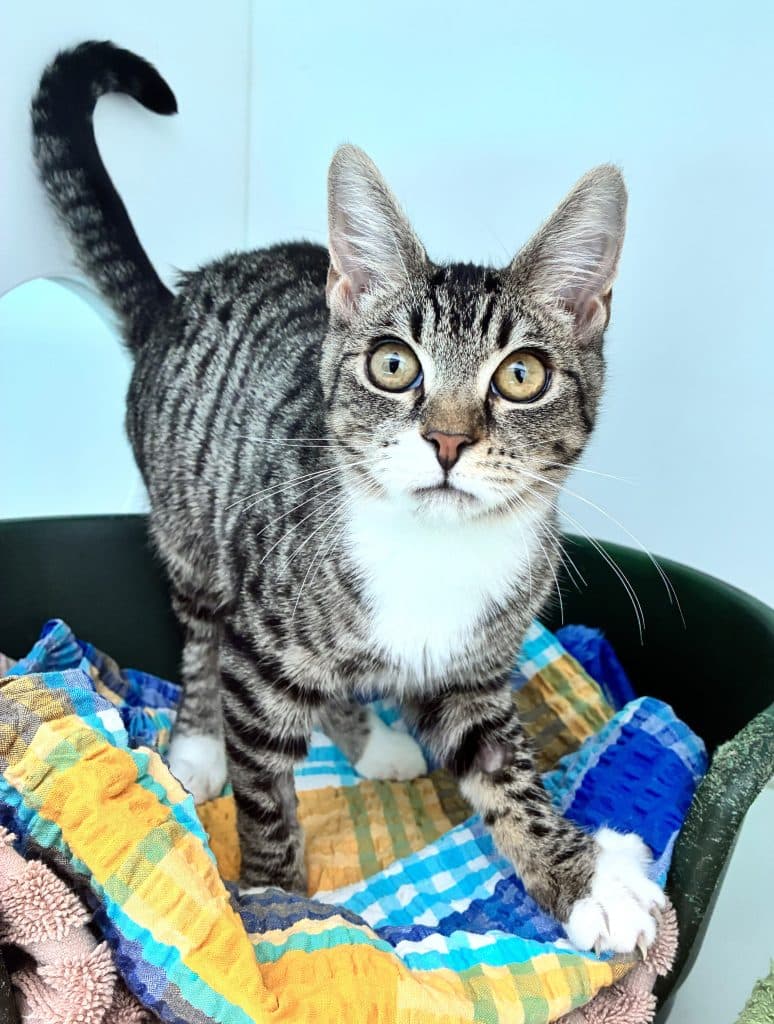 Dove - Domestic Short Hair cat available for adoption at RSPCA NSW in Sydney