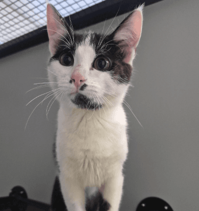 Kiana - Domestic Short Hair cat available for adoption at RSPCA NSW in Sydney