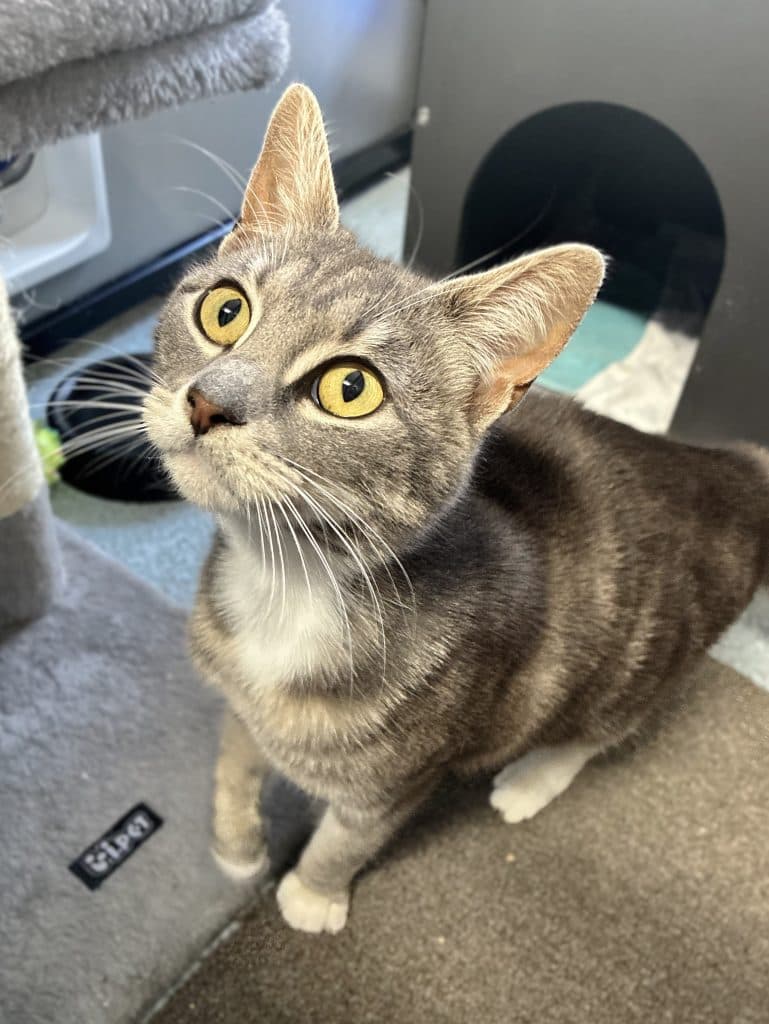 Silver - Domestic Short Hair cat available for adoption at RSPCA NSW in Sydney