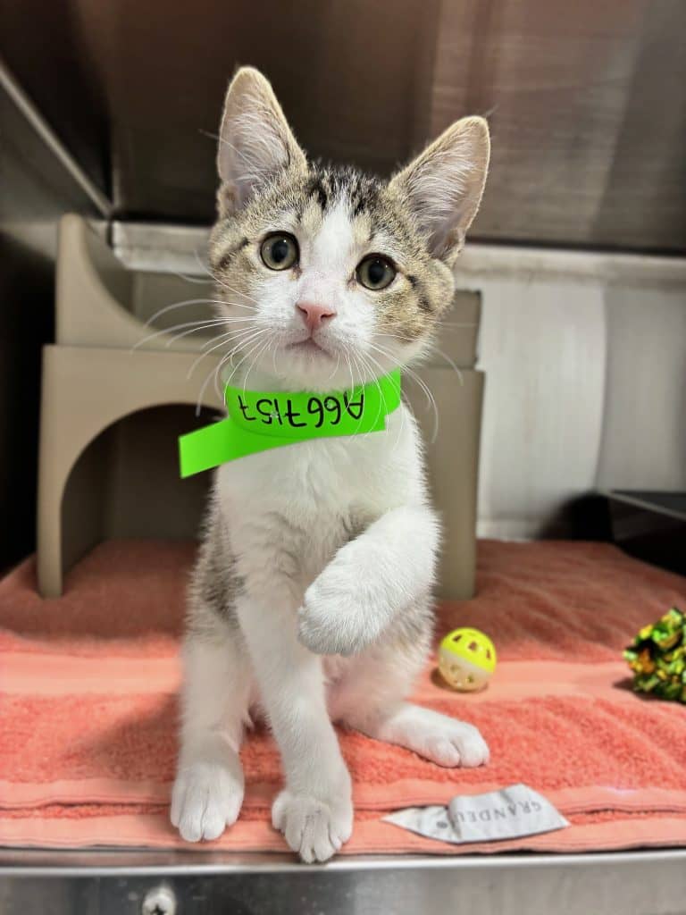 Bird - Domestic Short Hair cat available for adoption at RSPCA NSW in Nsw
