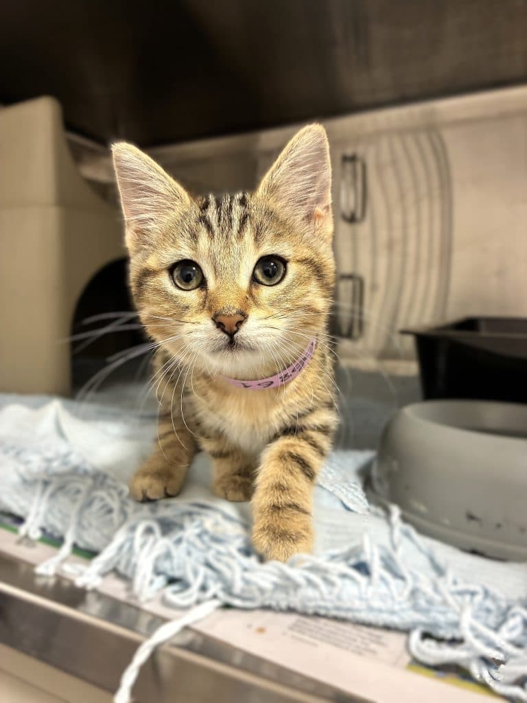 Tinky - Domestic Short Hair cat available for adoption at RSPCA NSW in Sydney