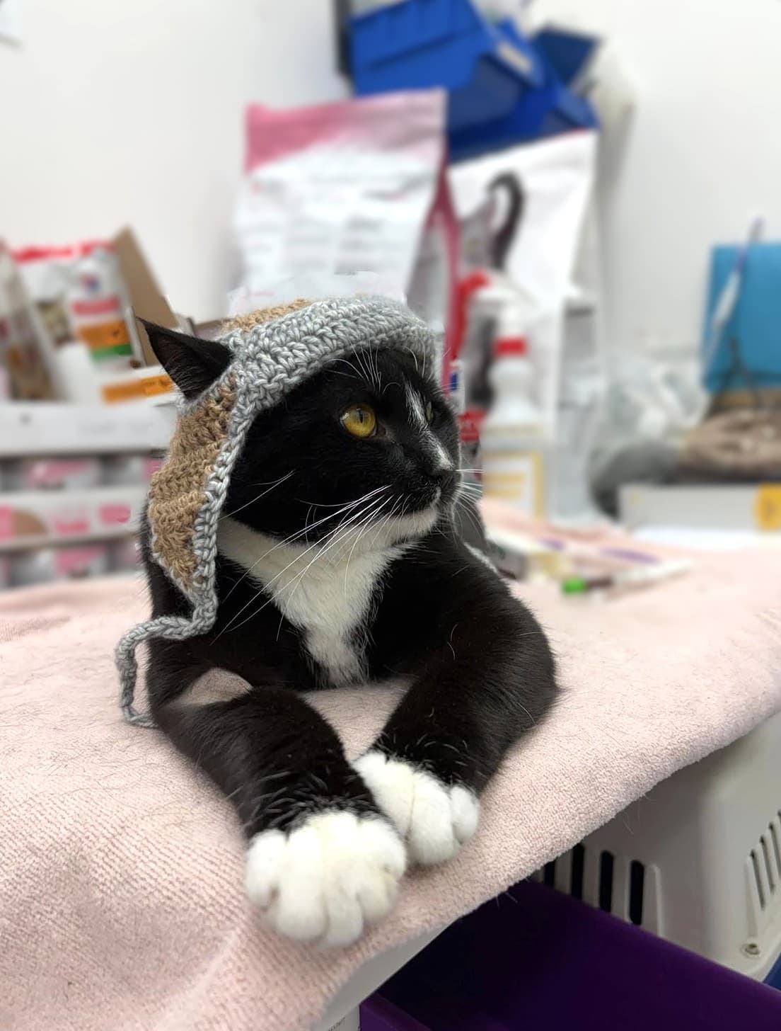 Flavio - Domestic Short Hair available for adoption in Nsw