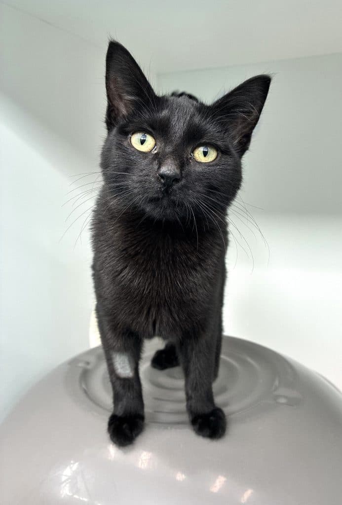 Ru Ru - Domestic Short Hair cat available for adoption at RSPCA NSW in Sydney