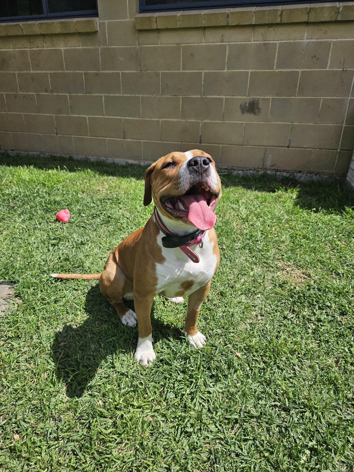 Porcha - American Staffordshire Terrier available for adoption in Wollongong