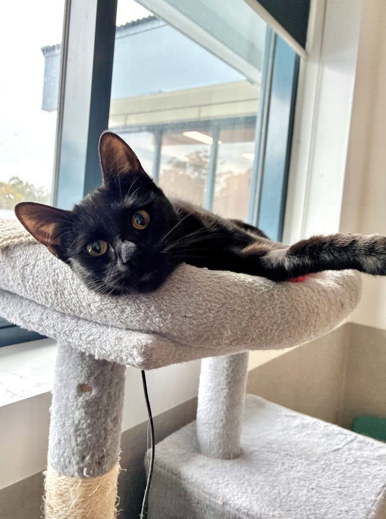 Annie - Domestic Short Hair cat available for adoption at RSPCA NSW in Sydney