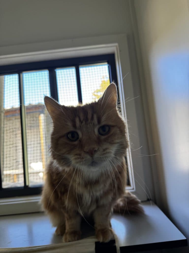 Harley - Domestic Medium Hair cat available for adoption at RSPCA NSW in Sydney